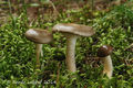 Hygrophorus agathosmus